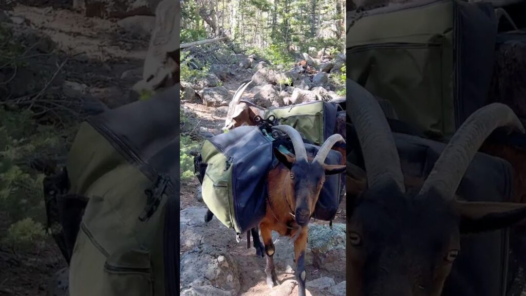 Outdoor Steak Stir Fry Using the Firebox Folding Chef Knife! 
